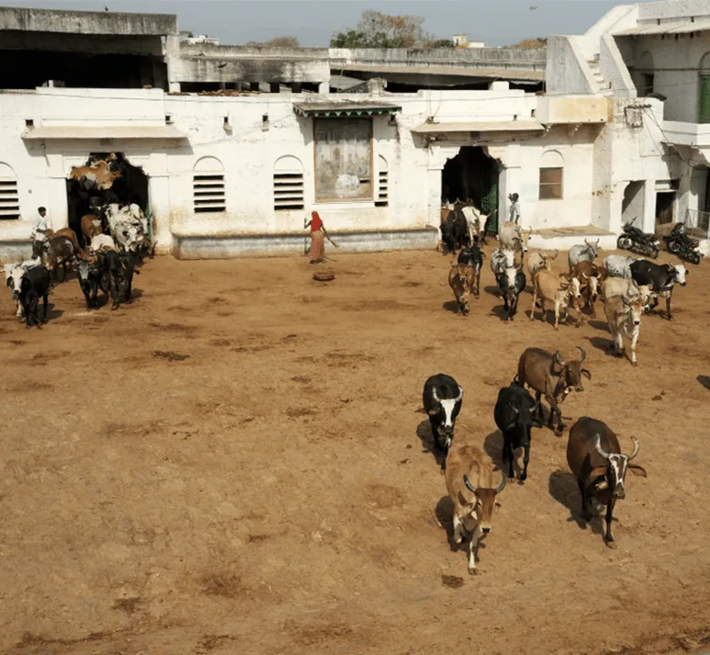 Dhyan Foundation Punjab