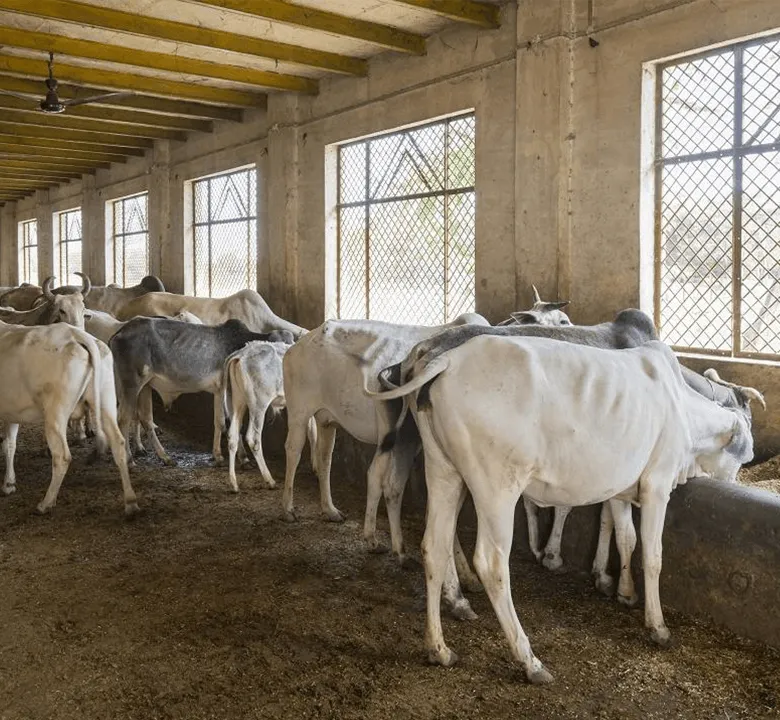 Dhyan Foundation Tripura