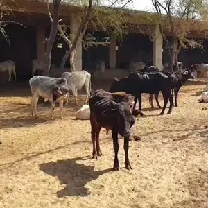 Shree Krishan Goshala