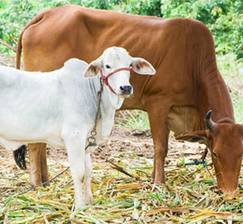 Shri Krishna Gopal Gaushala